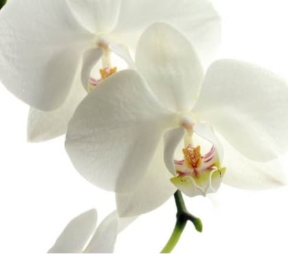 Professional massage Corse Aberdeenshire - Photos for Feeling A Little Tense Lately? Visit Now