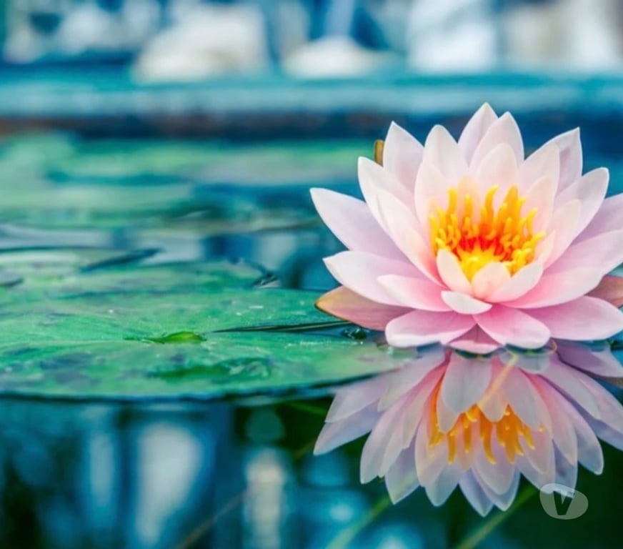 Full body massage West Midlands Birmingham - Photos for Gentle Relaxation Massage Therapy