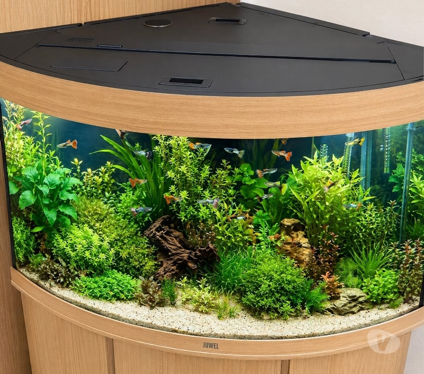 Other Services South West London Richmond upon Thames - Photos for Beautiful Aquariums in Richmond Don't Happen by Chance