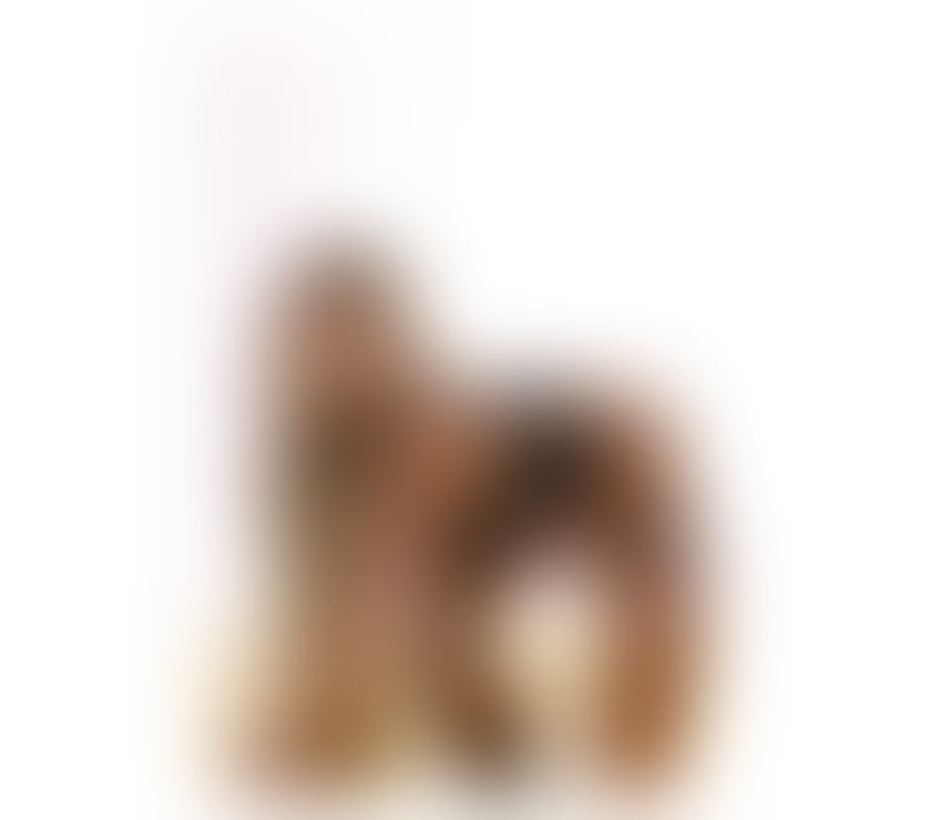 Trans Escorts Greater Manchester Manchester - Photos for TS Bruna Mazzoni high class