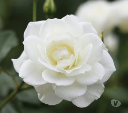  massage Hackney East London - Photos for Therapeutic Massage