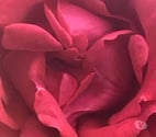 Naturist Massage with Professional Therapist