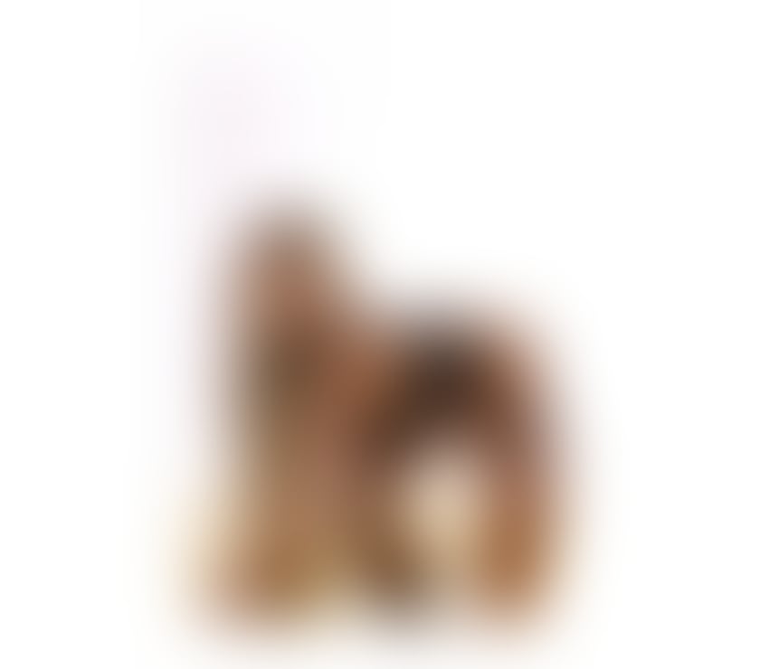 Trans Escorts Wiltshire Swindon - Photos for TS Bruna Mazzoni hot