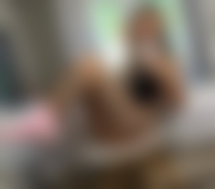 Escorts Essex Chelmsford - Photos for YOUR BRITISH DREAM