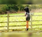 Sexy Ebony Gfe INDEPENDENT BRITISH Bisexual PARTY GIRL