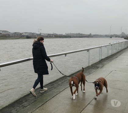 part time jobs Liverpool City Centre Liverpool - Photos for Liverpool dog walking work - flexible and self-employed