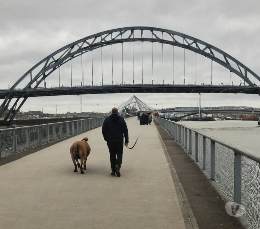part time jobs Tyne and Wear Newcastle upon Tyne - Photos for Dog walkers needed in Newcastle - choose your own hours