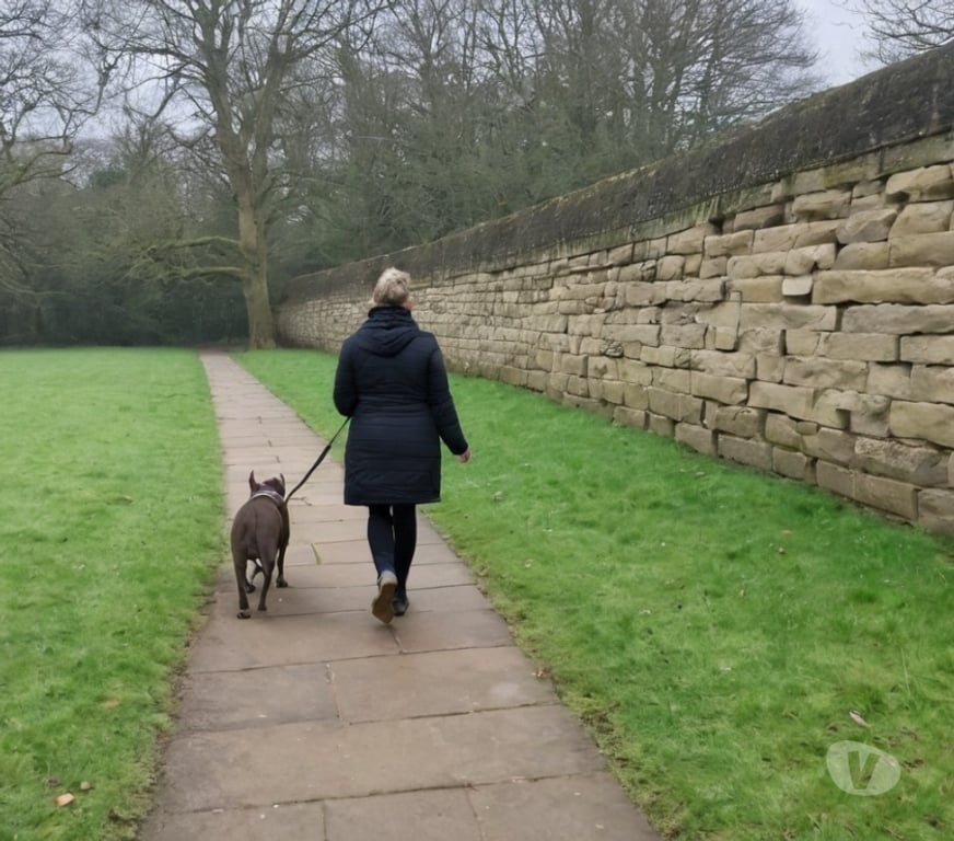 part time jobs Nottinghamshire Nottingham - Photos for Nottingham dog walking and pet care - flexible work