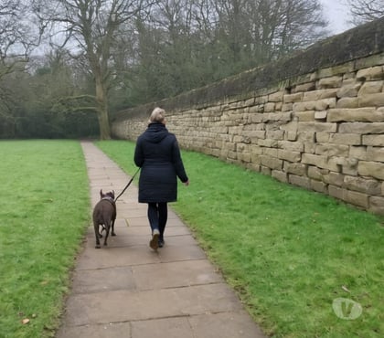 Part Time Jobs | Work from Home Nottingham City Centre Nottingham - Photos for Nottingham dog walking and pet care - flexible work