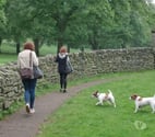 Dog walkers and pet sitters wanted across Cardiff
