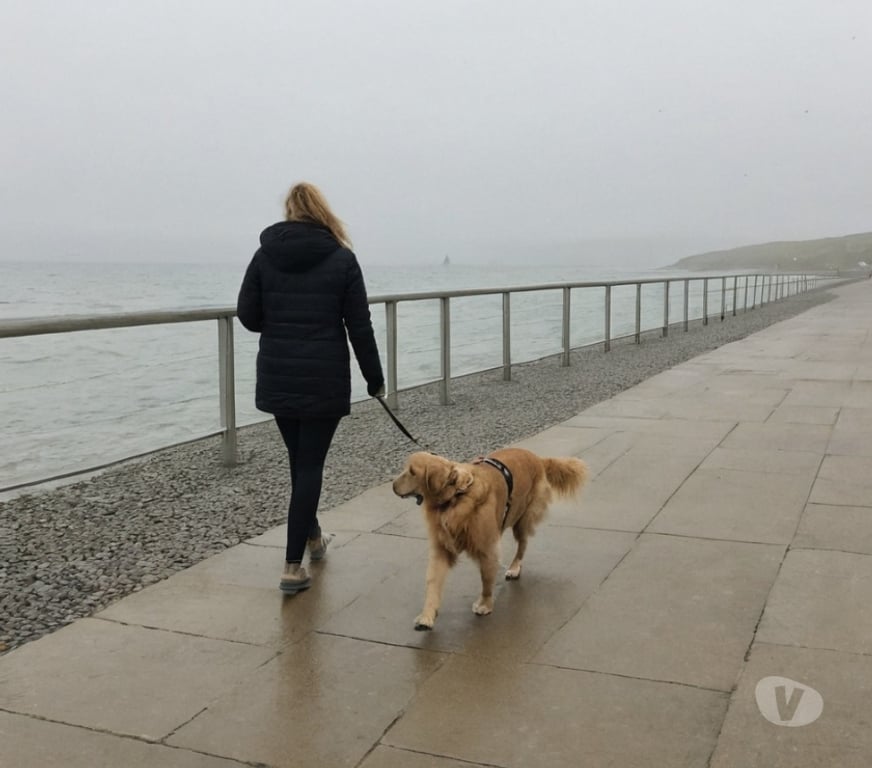 part time jobs East Sussex Brighton - Photos for Brighton dog walking and pet sitting - flexible paid work
