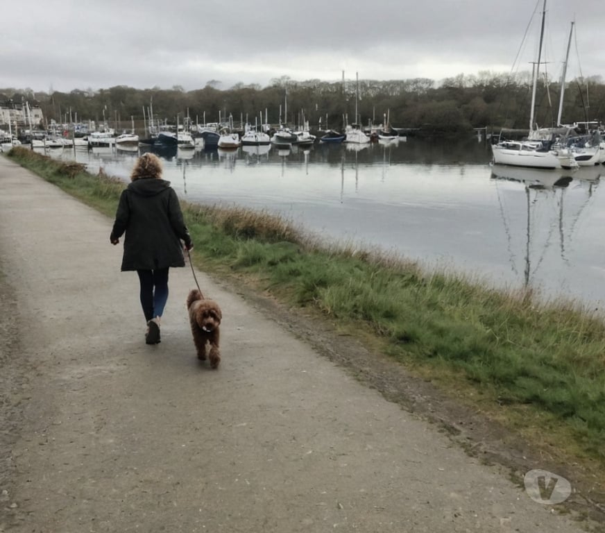 part time jobs Hampshire Southampton - Photos for Southampton dog walkers and pet sitters needed