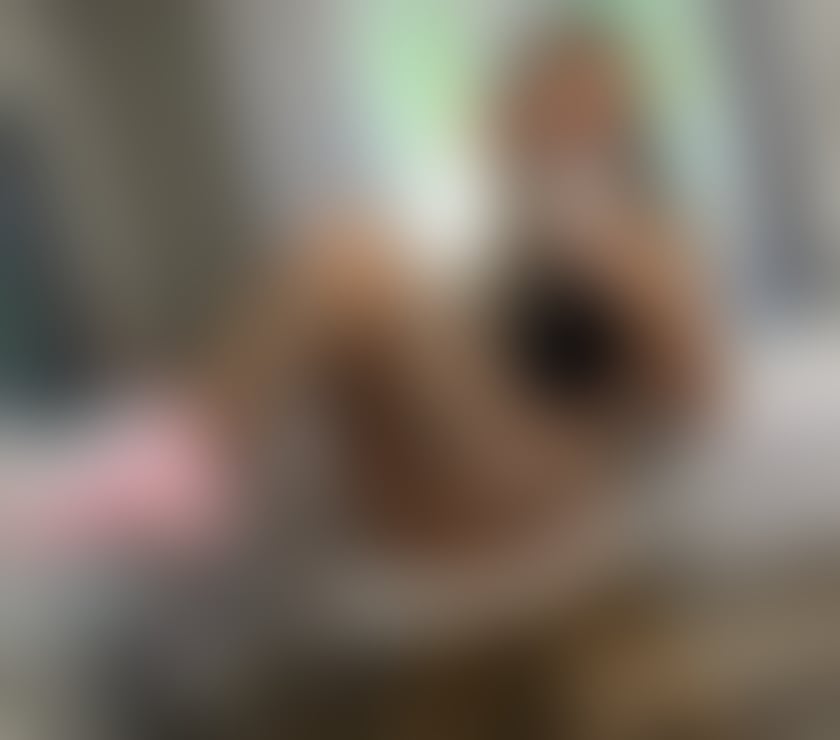 Escorts Barnet Edgware - Barnet - Photos for YOUR BRITISH DREAM