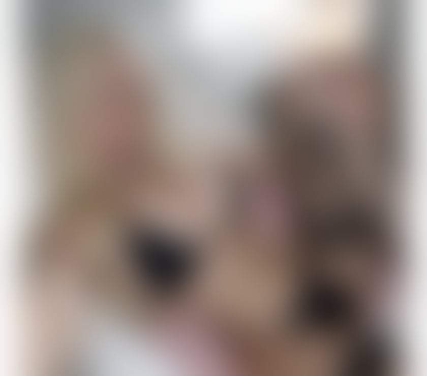 Escorts Rhondda Cynon Taf Aberaman - Rhondda Cynon Taf - Photos for Alice Party Girls JUST OUTCAL
