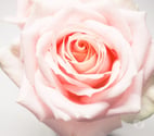 Battersea - South West London — Mobile Massage Therapy.