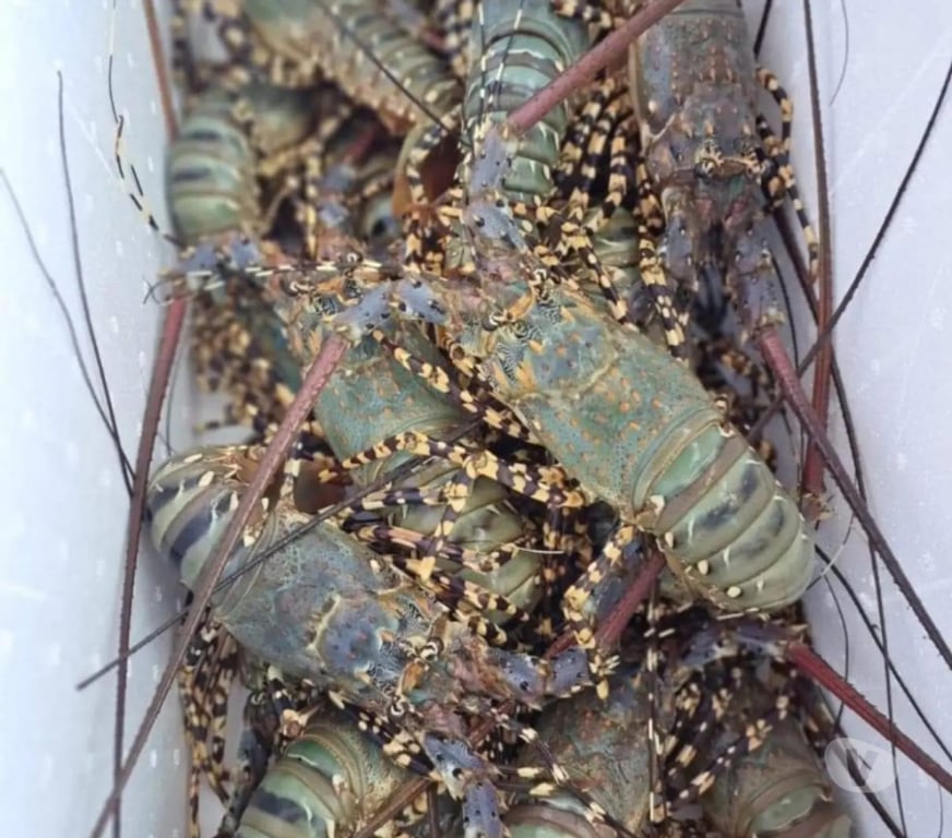 Pubs, Restaurants and Takeaways Somerset Bath and North East Somerset - Photos for FRESH OCEAN SEAFOOD
