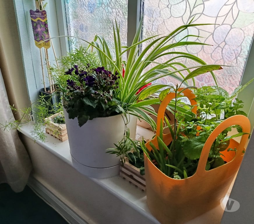 Massage - Beauty - Spa Dublin Stillorgan - Photos for New girl last few days Full body massage whit Cristine