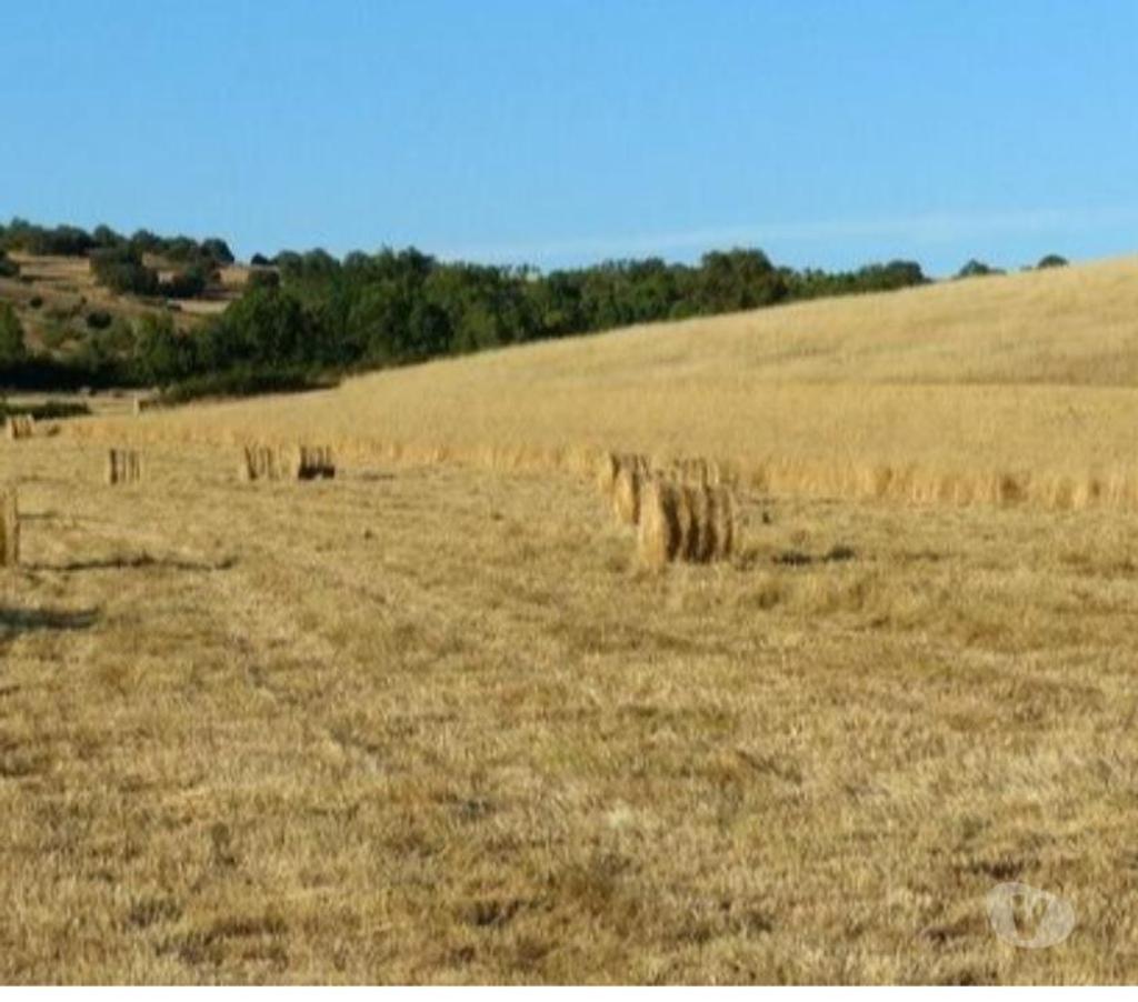 Terrenos Mogadouro - Fotos para Terreno com 55 hectares em Mogadouro 