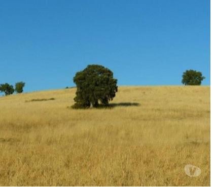 Terrenos - Fotos para Terreno com 55 hectares em Mogadouro