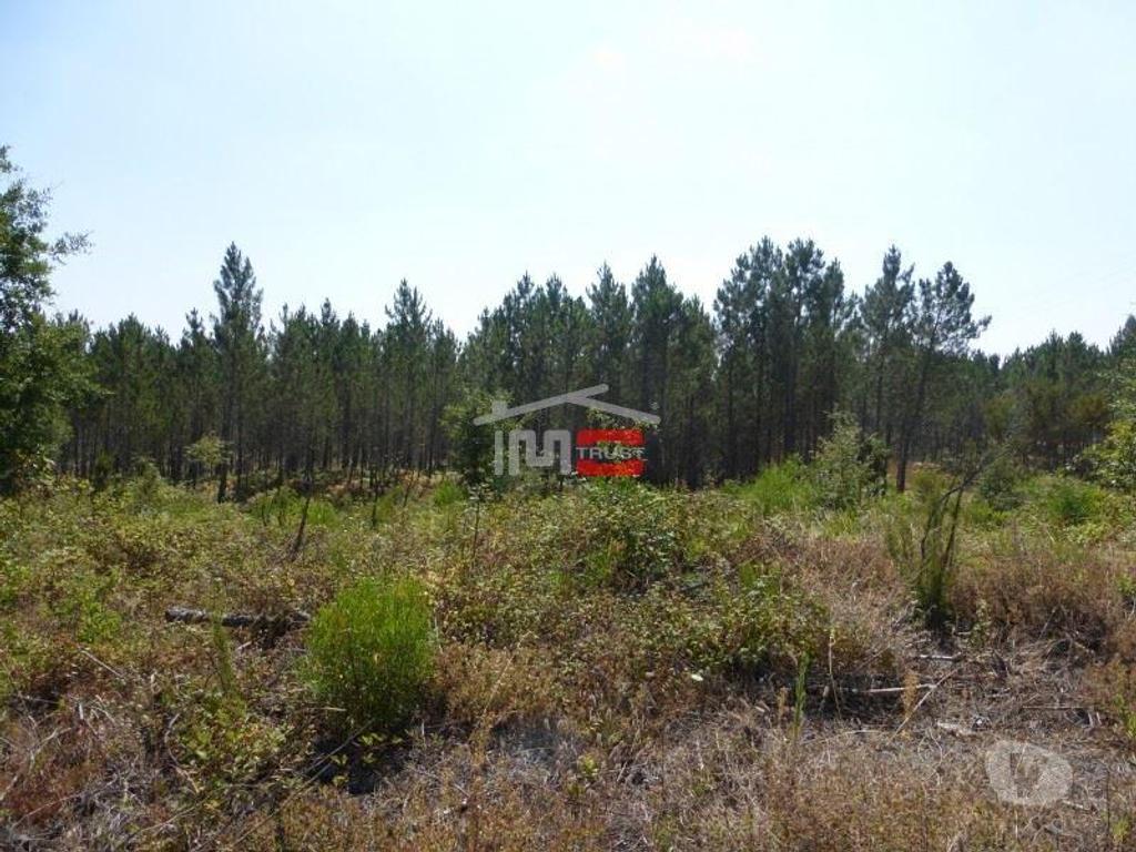 Terrenos Tomar - Fotos para Tomar-Lote de terreno em Suímo (3-T-34316043)