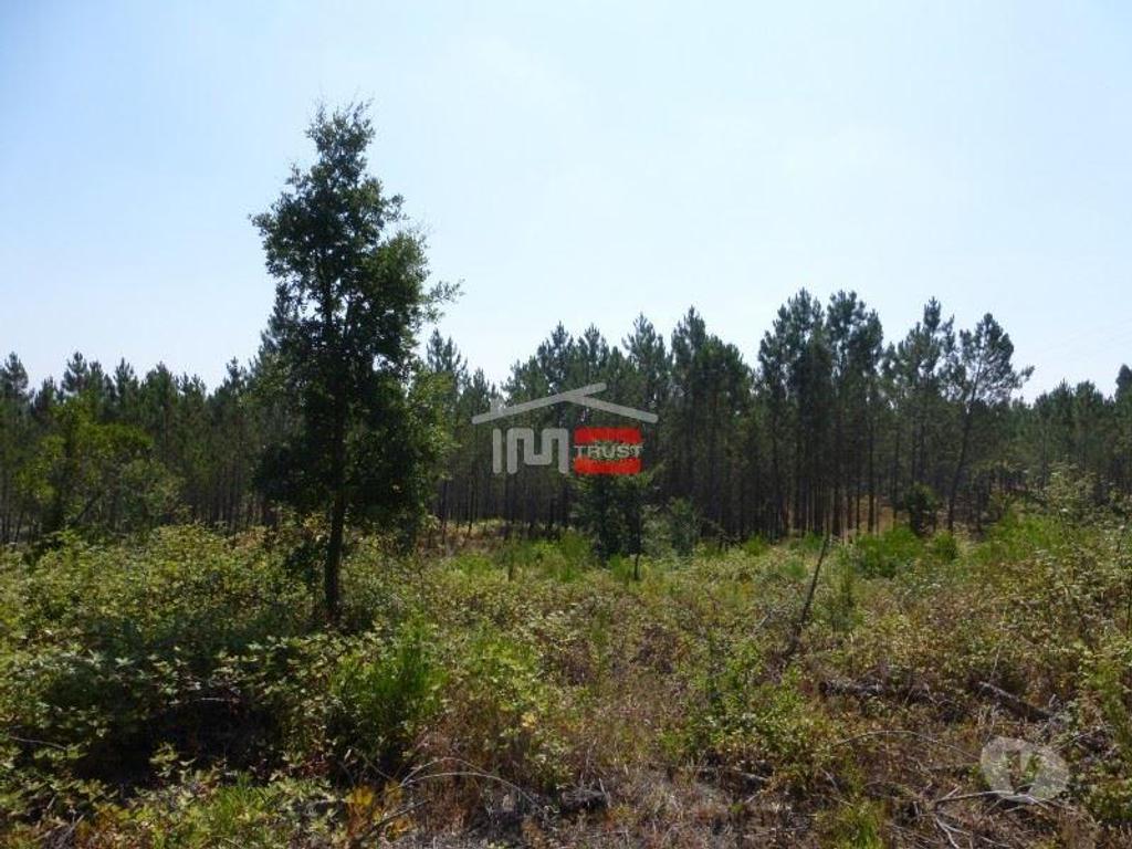 Terrenos Tomar - Fotos para Tomar-Lote de terreno em Suímo (3-T-34316044)