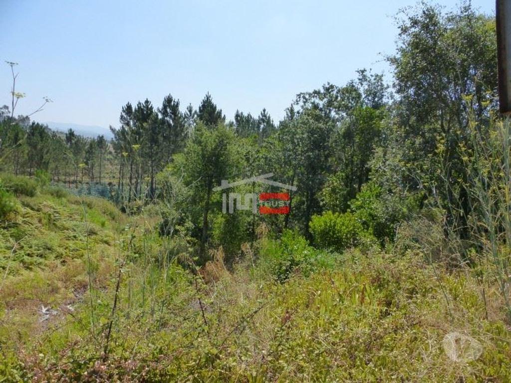 Terrenos Tomar - Fotos para Tomar-Lote de terreno em Suímo (3-T-34316044)