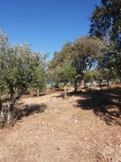 Terrenos - Fotos para Marvao-Olival com 7500 m2 (JP.10712)
