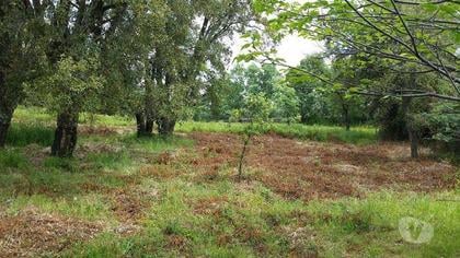 Terrenos a venda - Fotos para Terreno rústico, para venda, Castelo de Vide - Santa Maria da