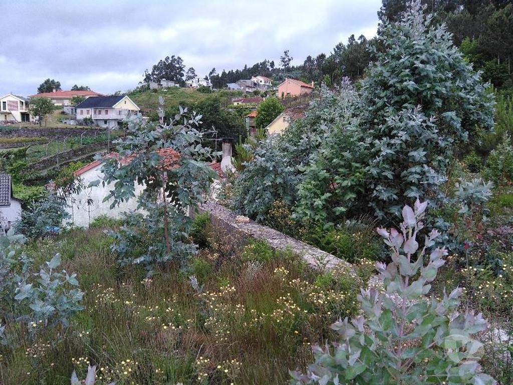 Terrenos Vieira do Minho - Fotos para Terreno Florestal, com espigueiro, eira, todo vedado, com área