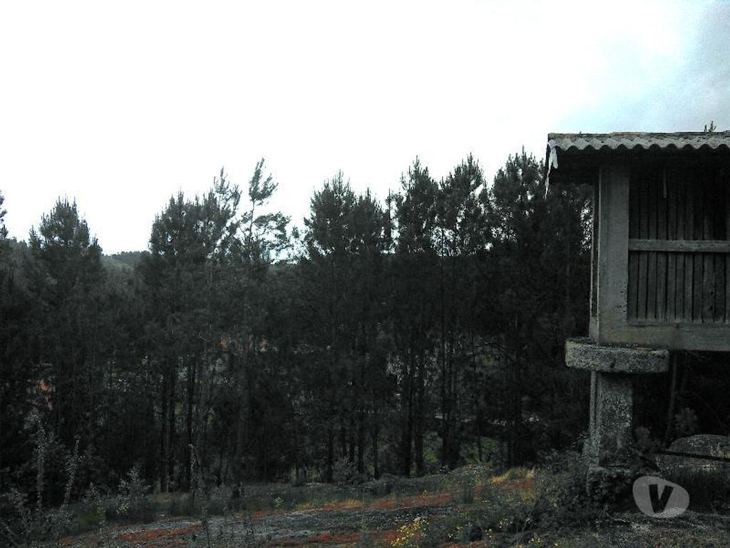 Terrenos Vieira do Minho - Fotos para Terreno Florestal, com espigueiro, eira, todo vedado, com área