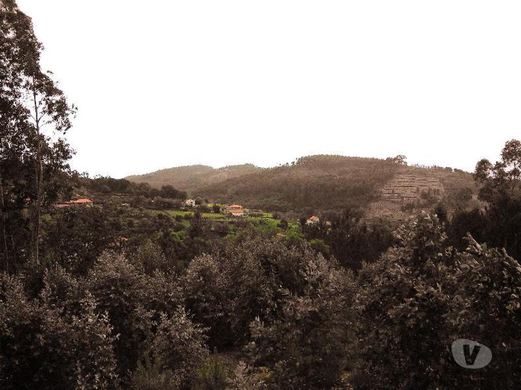 Terrenos Vieira do Minho - Fotos para Terreno Florestal, com espigueiro, eira, todo vedado, com área