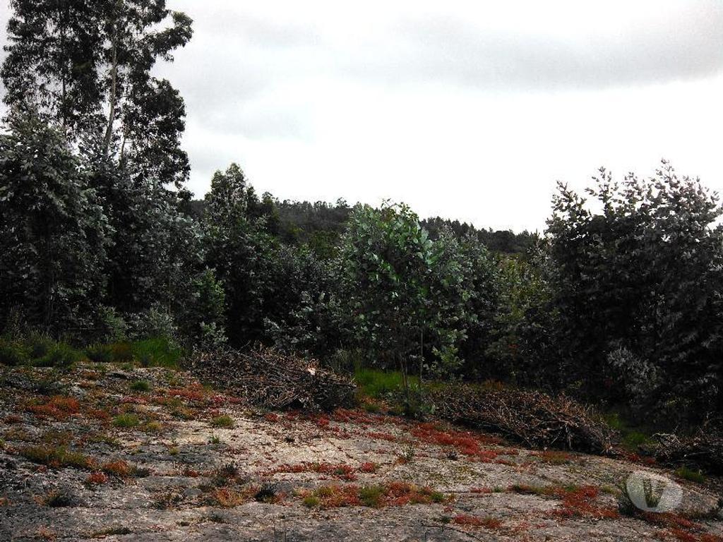 Terrenos Vieira do Minho - Fotos para Terreno Florestal, com espigueiro, eira, todo vedado, com área