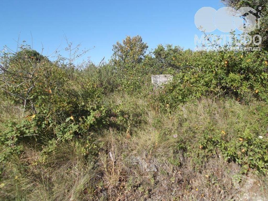 Terrenos Alenquer - Fotos para Terreno agrícola em Santana da Carnota Alenquer (31100001)