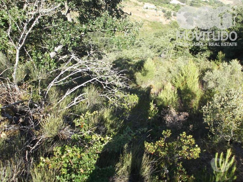 Terrenos Alenquer - Fotos para Terreno agrícola em Santana da Carnota Alenquer (31100001)