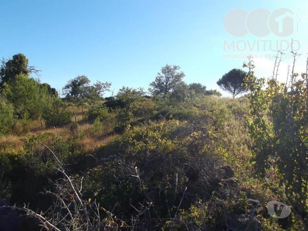 Terrenos Alenquer - Fotos para Terreno agrícola em Santana da Carnota Alenquer (31100001)