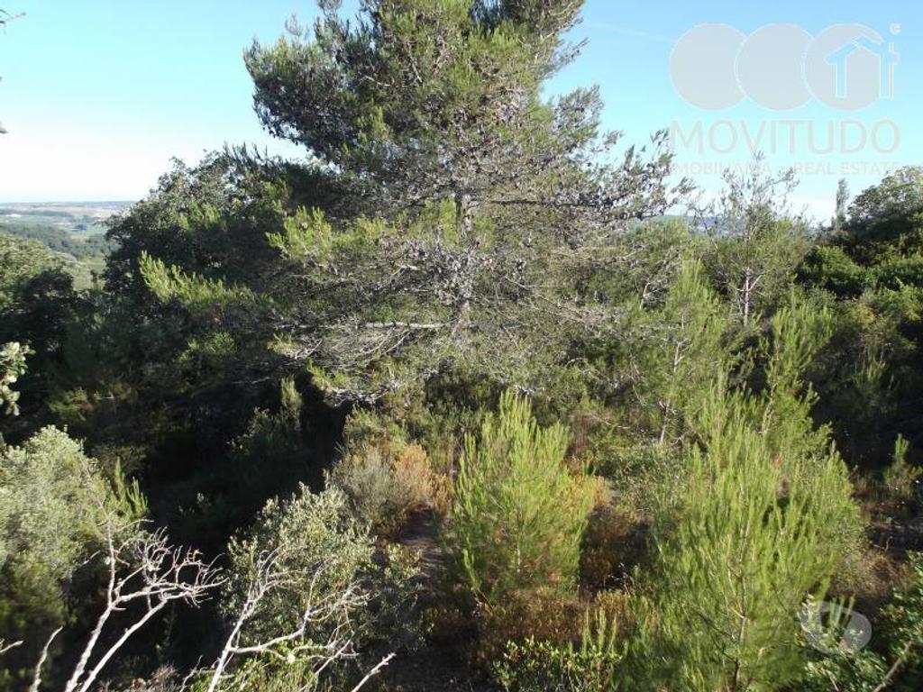 Terrenos Alenquer - Fotos para Terreno agrícola em Santana da Carnota Alenquer (31100001)