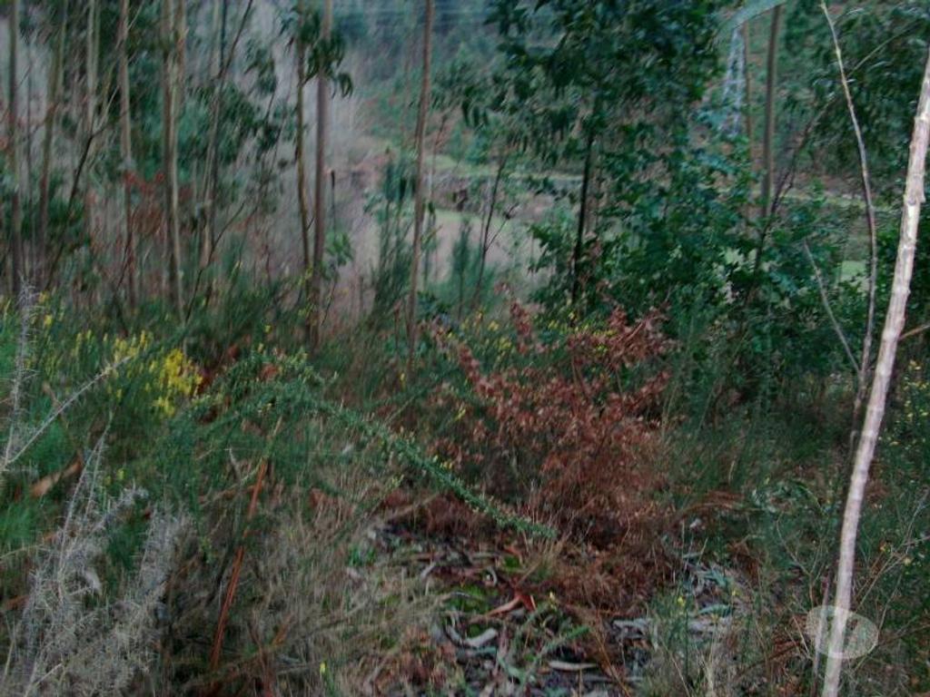 Terrenos Vieira do Minho - Fotos para Terreno para construção no Ermal com área de 11800m2. Venha