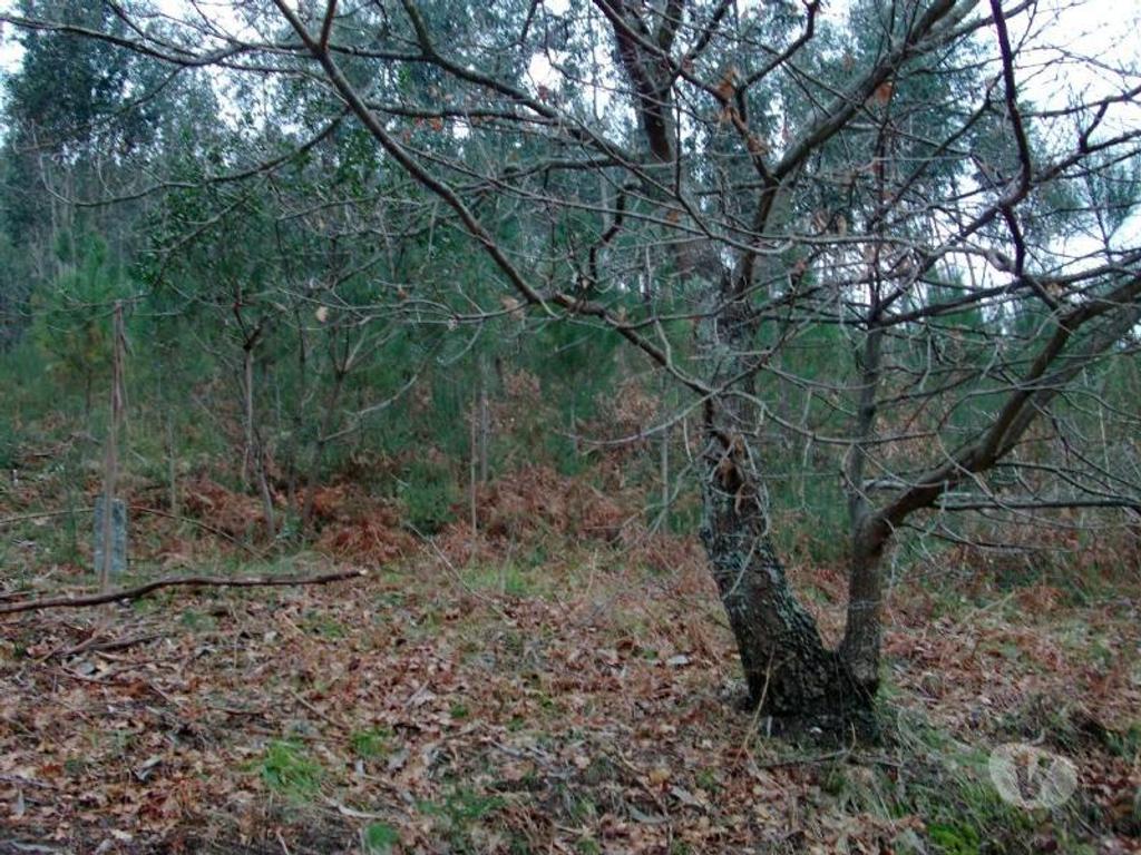 Terrenos Vieira do Minho - Fotos para Terreno para construção no Ermal com área de 11800m2. Venha