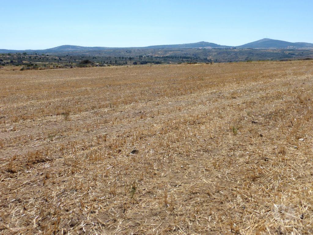 Terrenos Figueira de Castelo Rodrigo - Fotos para Vende-se terreno de cultivo com 120.000 m2 em Figueira de