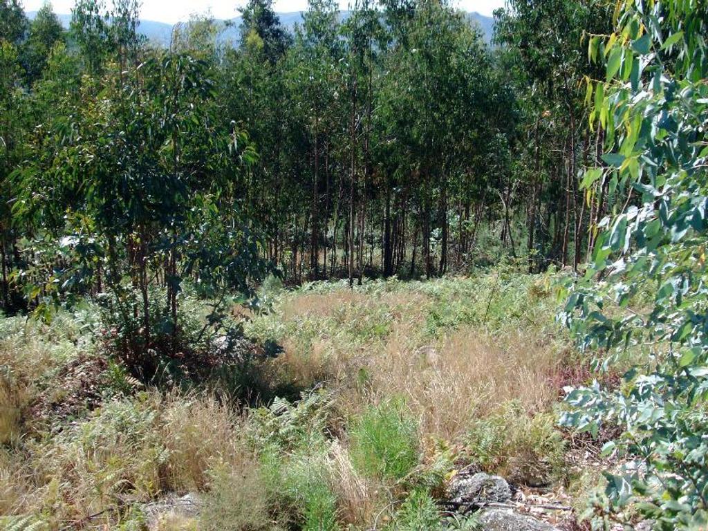 Terrenos Vieira do Minho - Fotos para Terreno com possibilidade de construção, area aproximadamente de