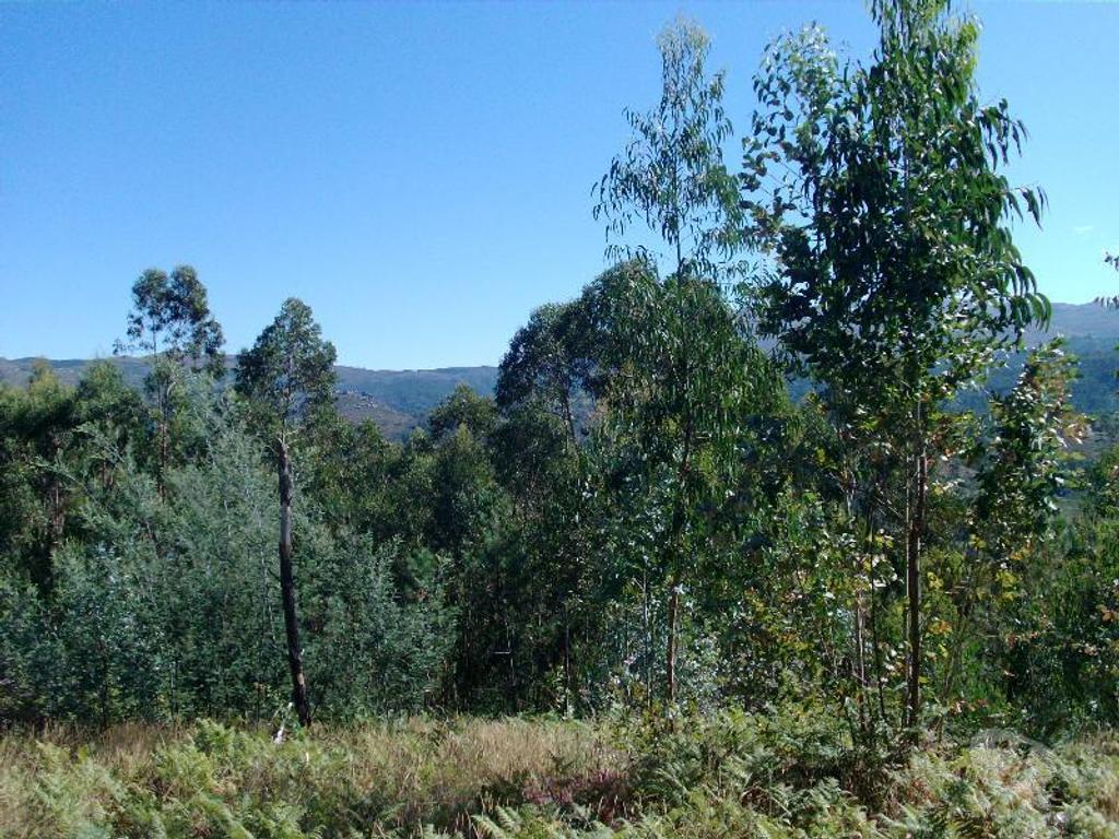 Terrenos Vieira do Minho - Fotos para Terreno com possibilidade de construção, area aproximadamente de