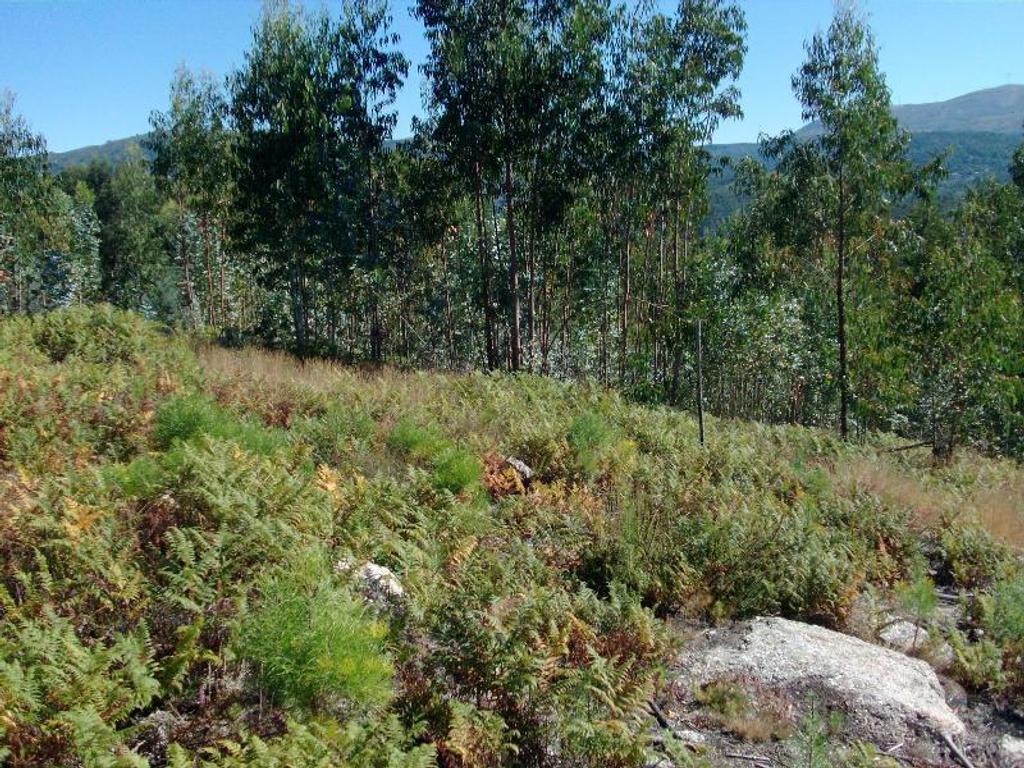 Terrenos Vieira do Minho - Fotos para Terreno com possibilidade de construção, area aproximadamente de