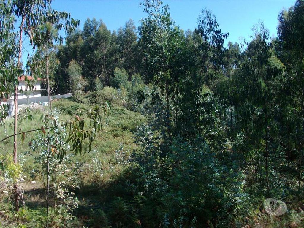 Terrenos Vieira do Minho - Fotos para Terreno com possibilidade de construção, area aproximadamente de