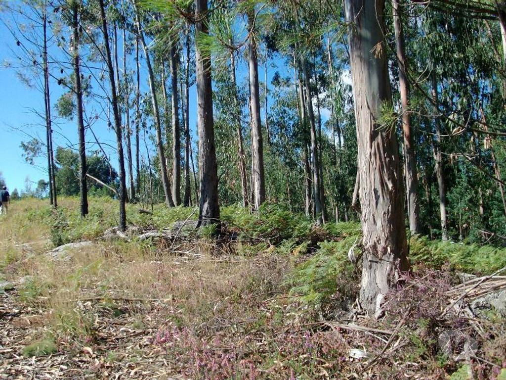 Terrenos Vieira do Minho - Fotos para Terreno com possibilidade de construção, area aproximadamente de