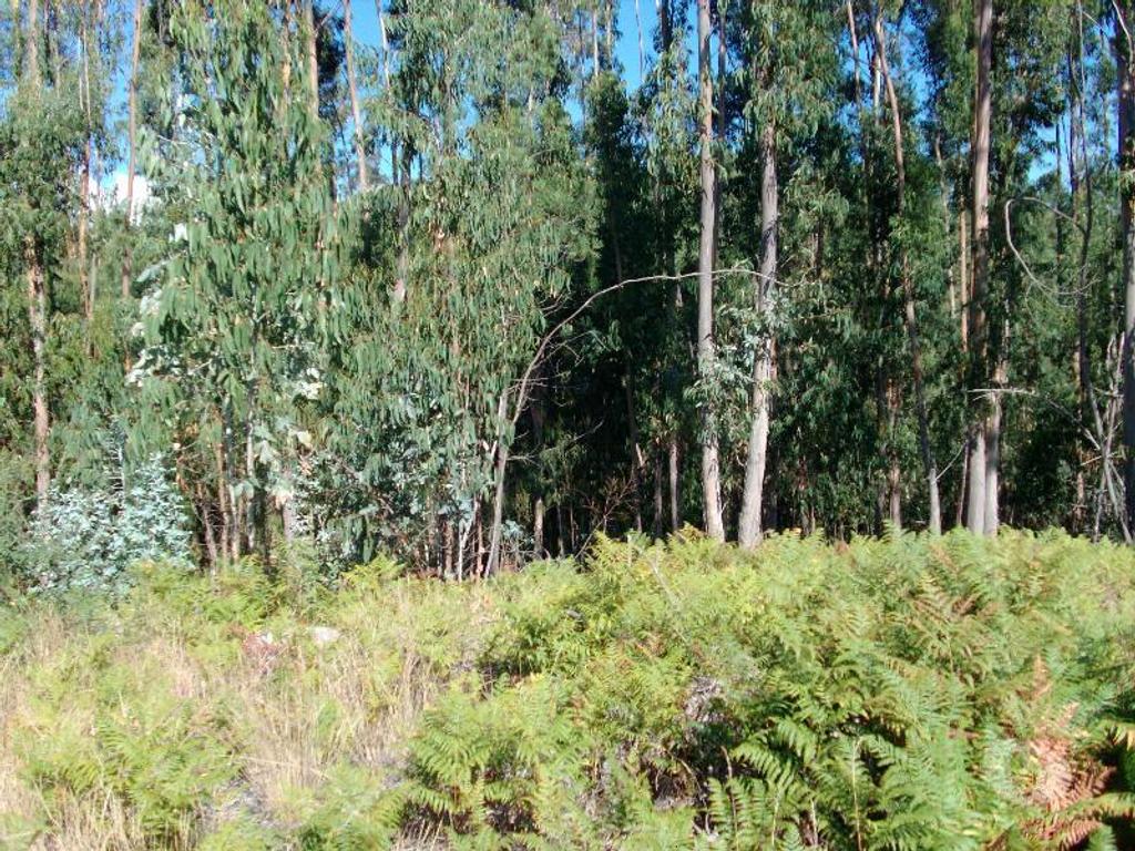 Terrenos Vieira do Minho - Fotos para Terreno com possibilidade de construção, area aproximadamente de