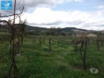 Terreno agrícola, para venda, Póvoa de Lanhoso - Campos e