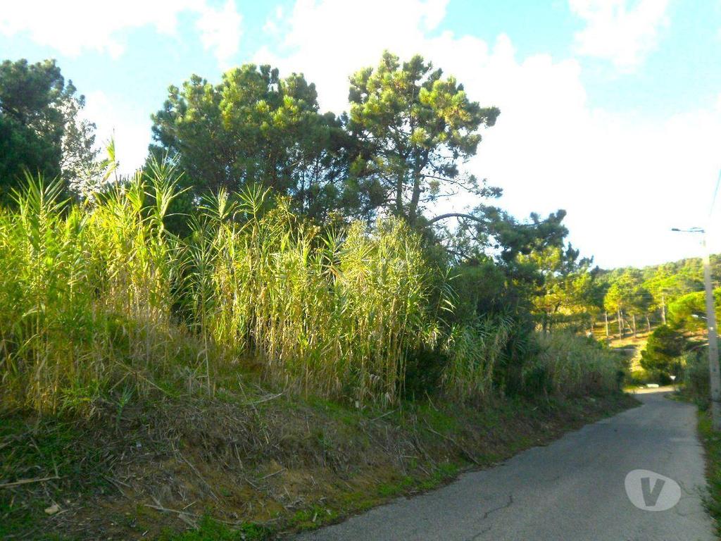 Terrenos Sintra - Fotos para Sintra-Terreno rústico - Janas - Sintra (03JP031)