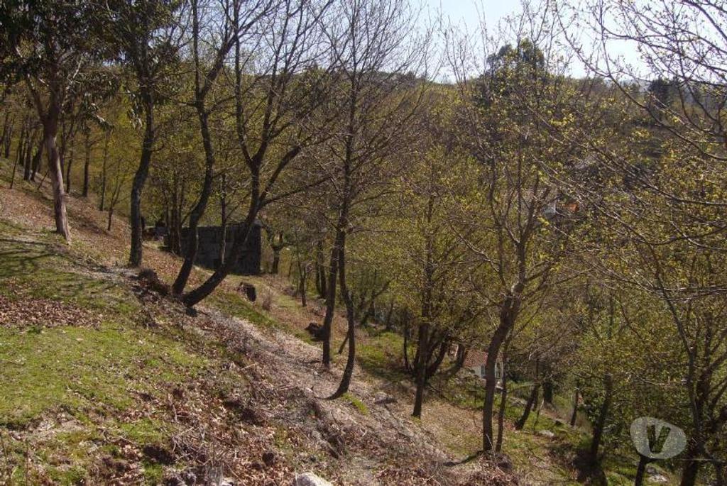 Comprar Loja Vieira do Minho - Fotos para Quintinha para reconstruir com duas entradas, area de 3000m2...