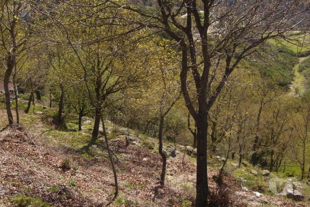 Comprar Loja Vieira do Minho - Fotos para Quintinha para reconstruir com duas entradas, area de 3000m2...