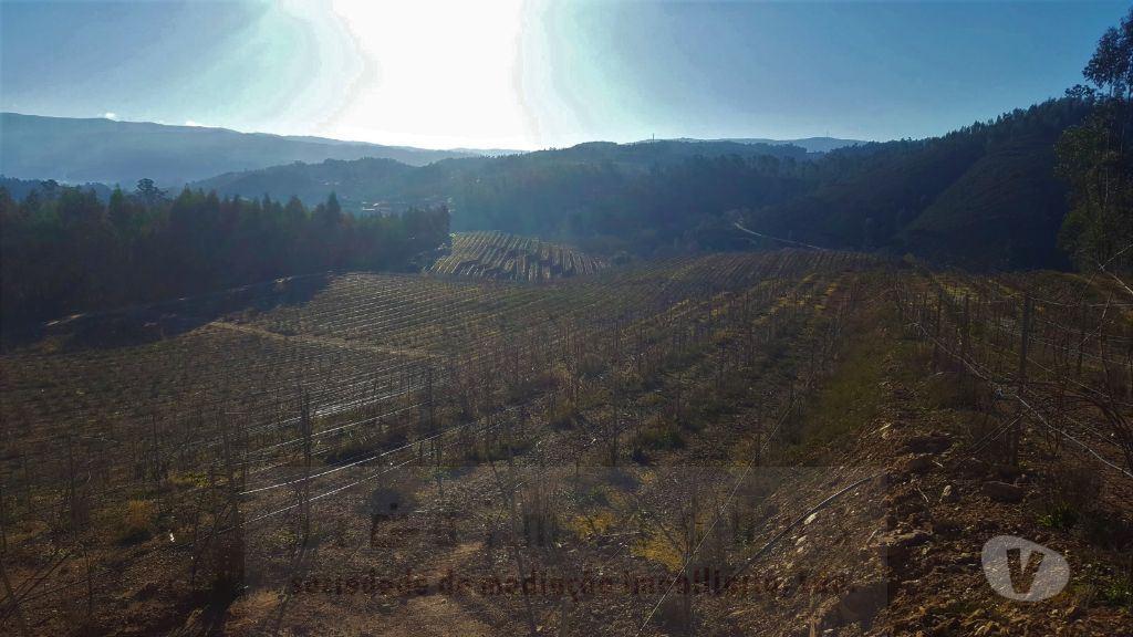 Terrenos Amarante - Fotos para Terreno com exploração vinícola e de cogumelos, com área total